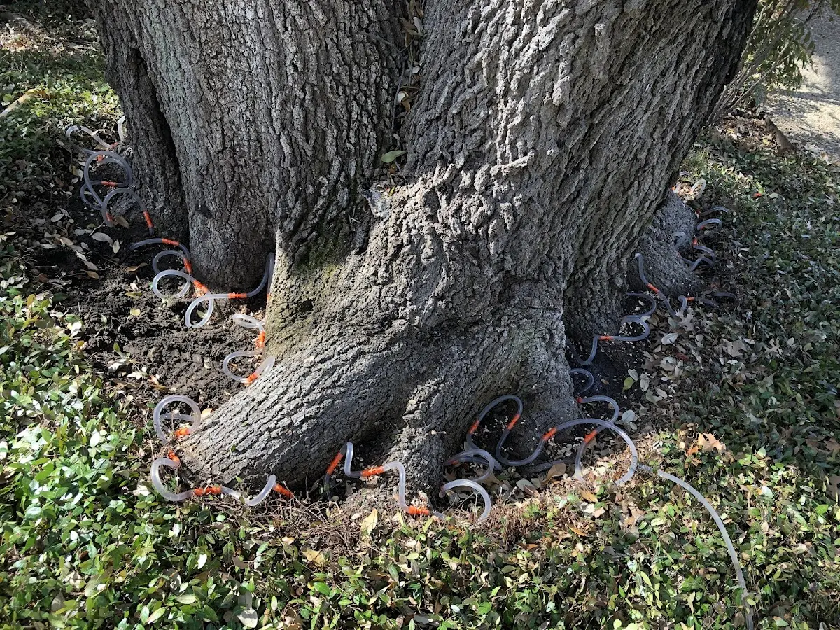 Detailed Tree Cabling and Bracing job site in Amazonia