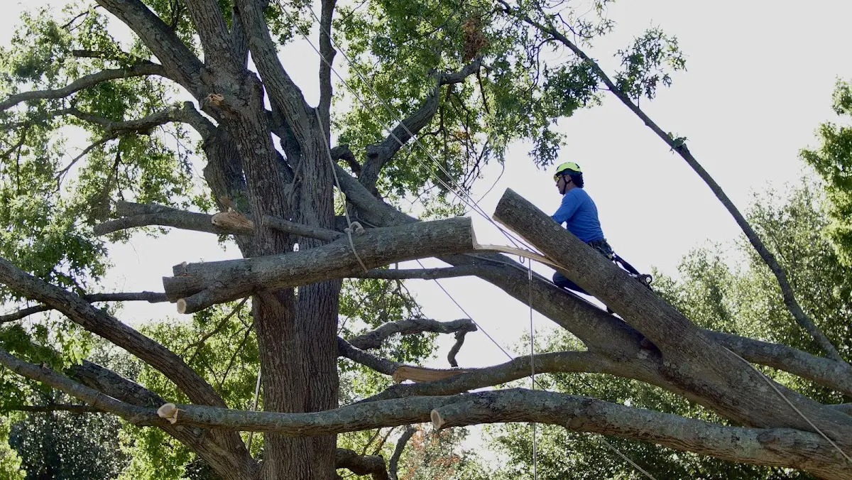 Professional Crown Thinning performed by certified arborists in Amazonia